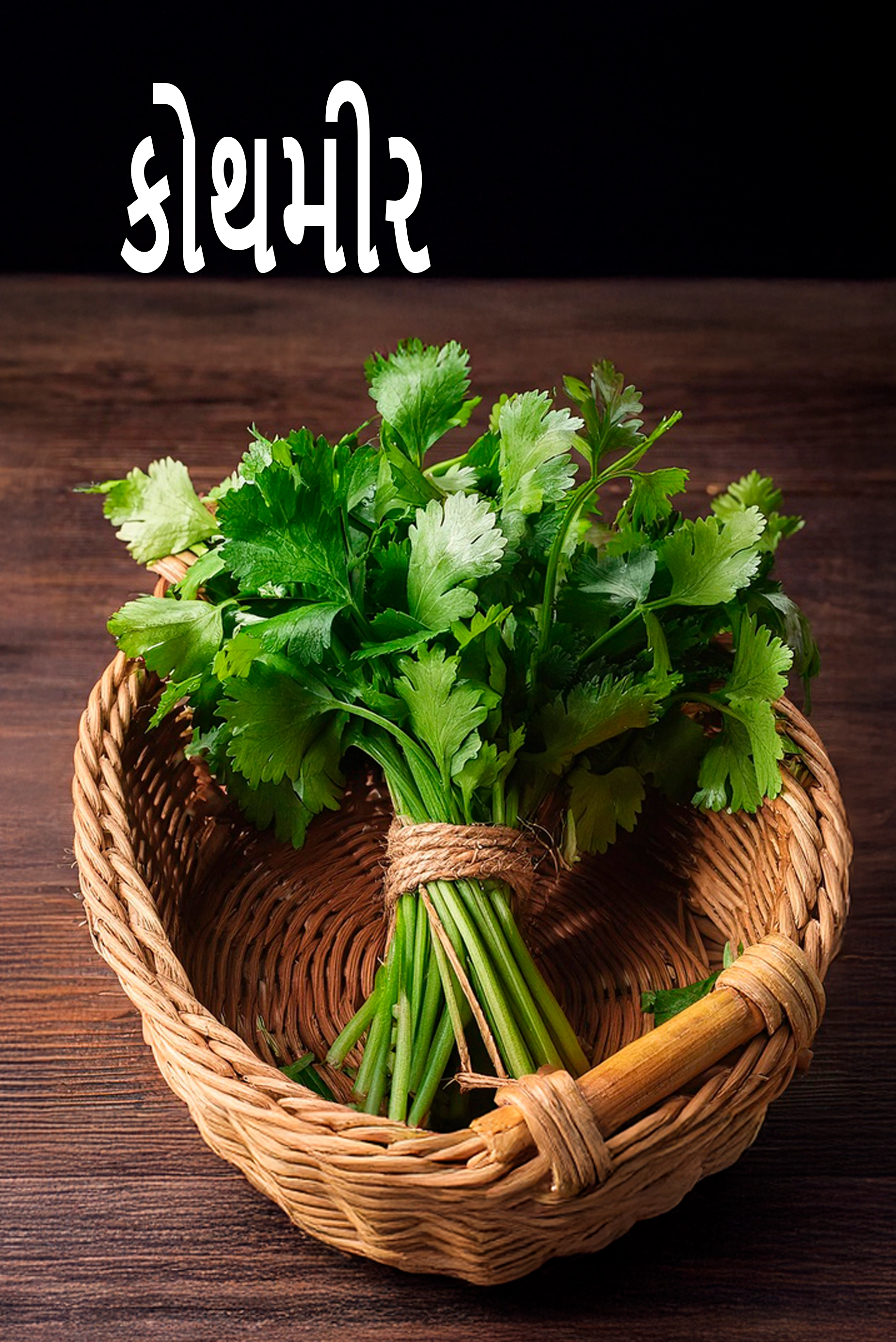 coriander