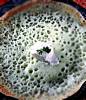 Spinach Appam